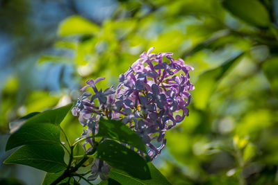 Close-up of purple flowering plant