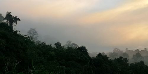 Trees in forest against sky during sunset