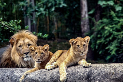 Cats relaxing on rock against trees