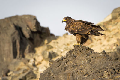 Close-up of eagle perching on rock