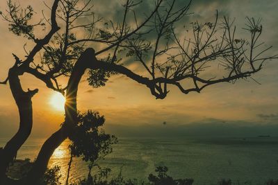 Silhouette tree against sky during sunset
