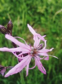 Close-up of pink flowering plant