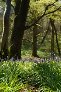 Close-up of wildflowers in forest