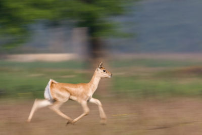 Side view of deer standing on field