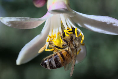 Close-up of bee pollinating flower