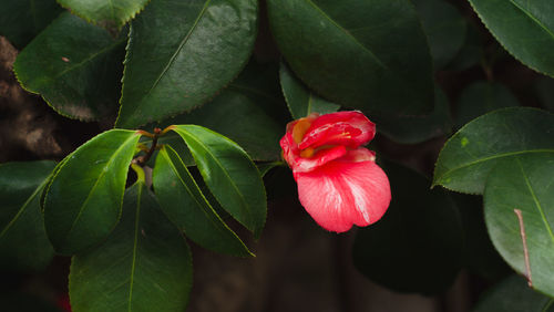 Close-up of red flowering plant