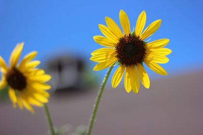 Close-up of sunflower blooming outdoors