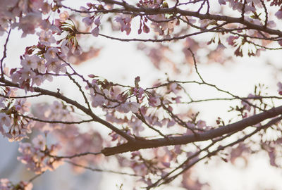 Low angle view of cherry blossom tree