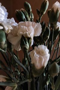 Close-up of white flowering plants