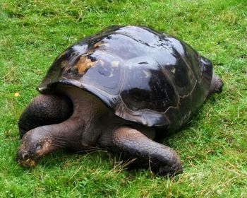 Dog relaxing on grassy field