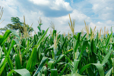 Close-up of wheat field against sky