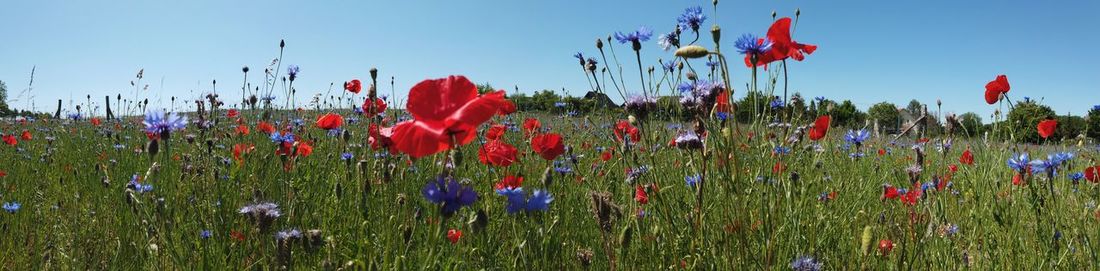 Close-up of poppies on field against sky
