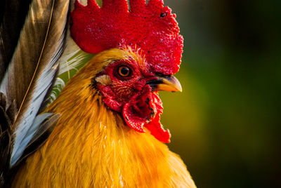 Close-up of rooster