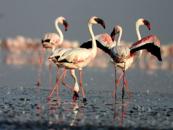 Birds in lake