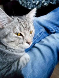 Close-up of cat looking away