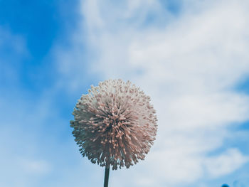 Close-up of dandelion against sky