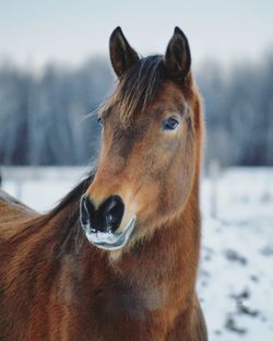 Close-up of horse on snow field