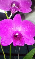 Close-up of wet purple flower blooming outdoors