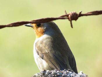Close-up of bird perching outdoors