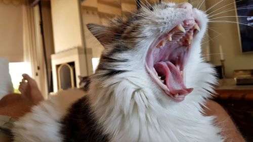 Close-up of cat yawning