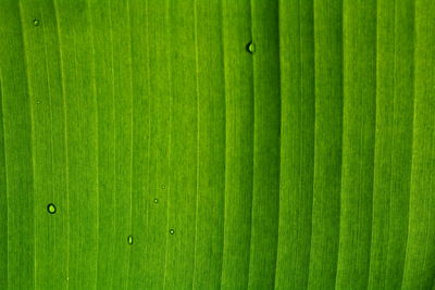 Full frame shot of green leaf