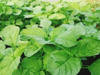 Close-up of green leaves