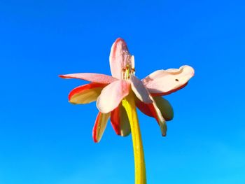 Low angle view of flowering plant against blue sky