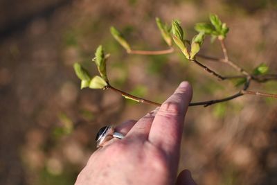 Cropped hand of person touching branch