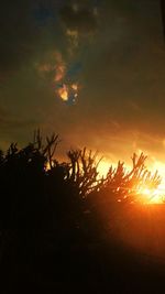 Silhouette trees against sky during sunset