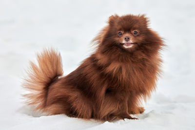 Close-up portrait of dog against white background