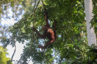 Low angle view of monkey on tree in forest