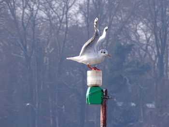 Seagull perching on tree