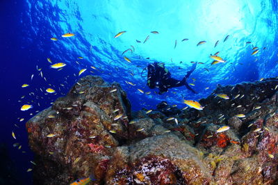 Underwater view of fish and scuba diver