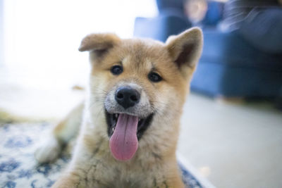 Close-up portrait of dog sticking out tongue outdoors