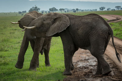 Elephants standing on grassy field