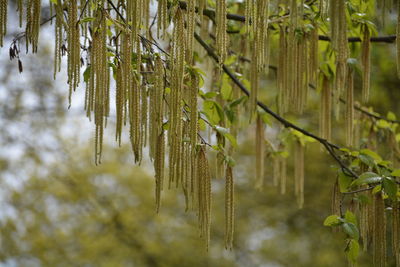 Pussy willows growing on branch