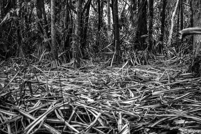 Trees in forest