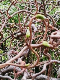 Close-up of tree branch
