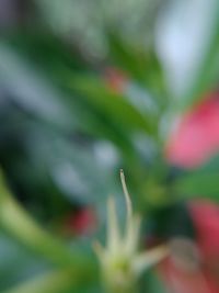 Close-up of plant