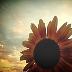 Low angle view of flower against sky