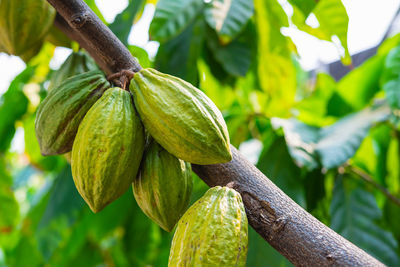 Close-up of fruit on tree