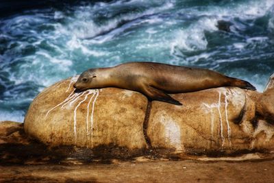 Seal chilling on a rock in front of the ocean in la jolla/california