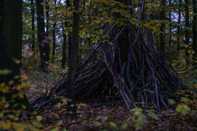 Trees in forest