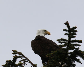 Low angle view of eagle perching on tree against sky