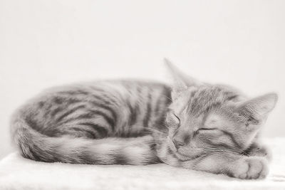 Close-up of cat sleeping