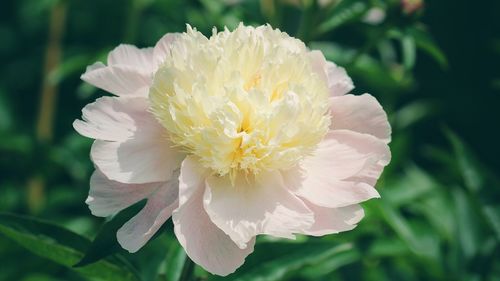 Close-up of white flower blooming outdoors