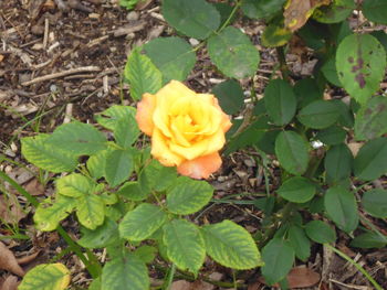 Close-up of yellow flowers blooming outdoors