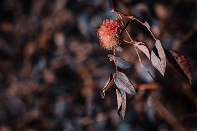 Close-up of dry leaves on branch