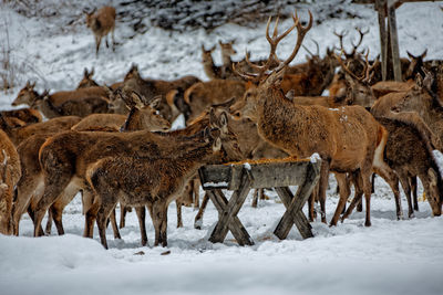 Deer on snow covered field