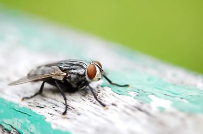 Close-up of housefly